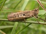 Field grasshopper - Philip Precey
