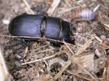 Lesser stag beetle - Bruce Shortland