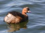 Little grebes are also known as 'dabchicks' - Ian Rose