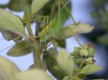 Oak bush cricket - Bruce Shortland
