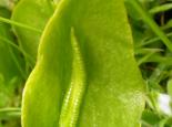 Adder's-tongue fern - Bruce Shortland