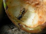 Common wasp feeding from fallen fruit - Richard Burkmar
