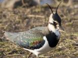 Lapwing, also known as 'peewit' - Damian Waters (drumimages.co.uk)