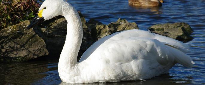 Bewick's swan - Gillian Day