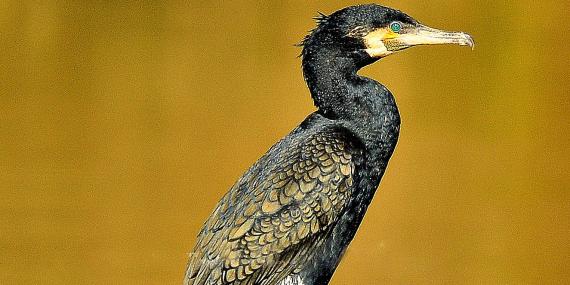 The eyes of the cormorant are emerald green - Steve Waterhouse