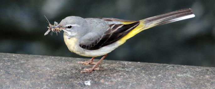 Grey%20wagtail%20cpt%20Amy%20Lewis.jpg