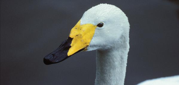 Whooper swan - Wildstock