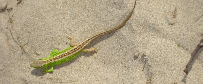 Sand lizard - Jack Horton