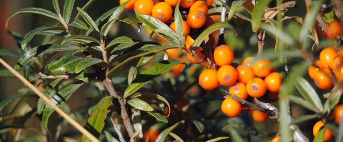 The bright orange fruits of sea-buckthorn  - Amy Lewis