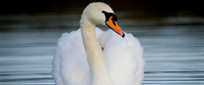 Mute swan - Neil Aldridge