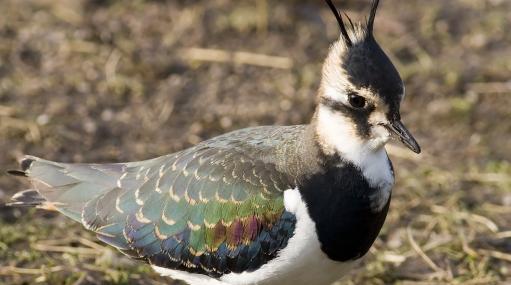Lapwing, also known as 'peewit' - Damian Waters (drumimages.co.uk) - Damian Waters (drumimages.co.uk)