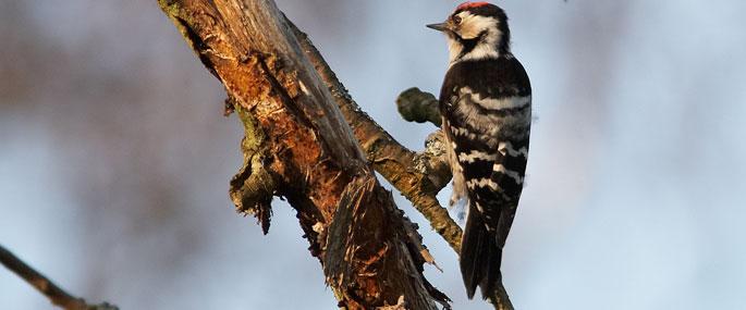 Lesser spotter woodpecker - Stefan Johansson
